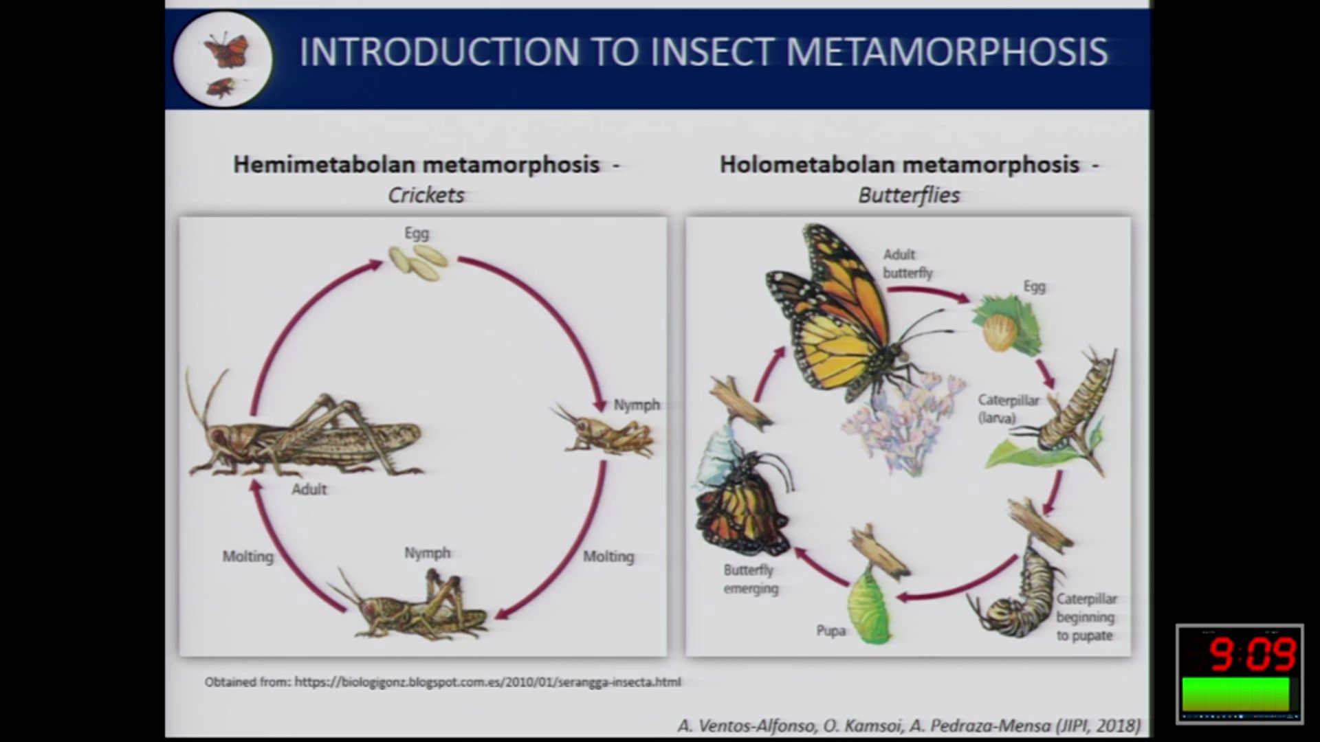 Blatella germanica: life cycle and metamorphosis