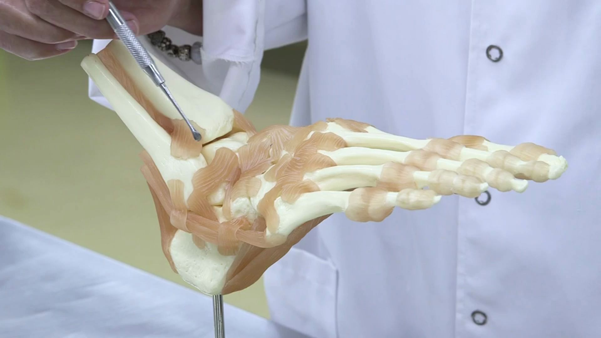 New anatomic ankle structure